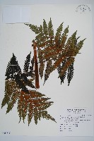 藏品(蘭嶼筆筒樹、蘭嶼桫欏)的圖片