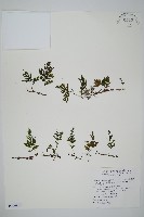 藏品(圓唇假脈蕨)的圖片