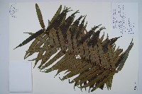 藏品(蘭嶼觀音座蓮)的圖片