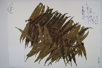 藏品(蘭嶼觀音座蓮)的圖片