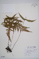 藏品(東洋蹄蓋蕨)的圖片