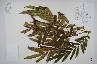 藏品(觀音座蓮舅)的圖片