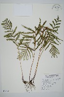 藏品(二羽達邊蕨)的圖片