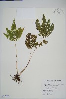 藏品(網脈鱗始蕨)的圖片