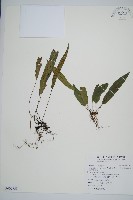 藏品(單葉雙蓋蕨)的圖片