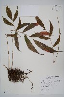 藏品(頂芽新月蕨)的圖片