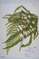 藏品(克氏鱗蓋蕨)的圖片