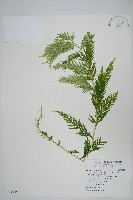 藏品(全緣卷柏)的圖片