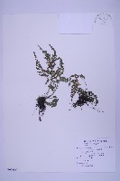 藏品(尖葉鐵角蕨)的圖片