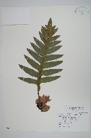 藏品(槲蕨)的圖片