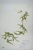 藏品(海金沙)的圖片