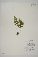 藏品(半月形鐵線蕨)的圖片