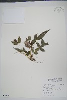 藏品(岩鳳尾蕨)的圖片