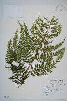 藏品(毛囊鱗蓋蕨)的圖片