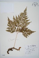 藏品(海州骨碎補)的圖片