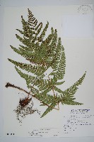 藏品(南海鱗毛蕨)的圖片