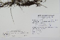 藏品(骨牌蕨)的圖片