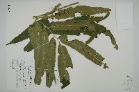 藏品(日本鳳丫蕨)的圖片