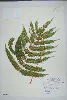 藏品(有刺鳳尾蕨)的圖片