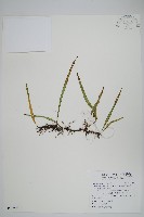 藏品(擬芨瓦葦)的圖片