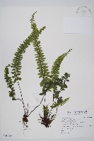 藏品(生芽鐵角蕨)的圖片