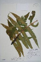 藏品(史氏鱗毛蕨)的圖片