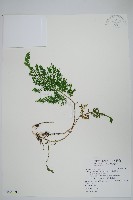 藏品(密葉卷柏)的圖片