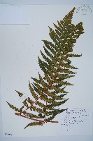 藏品(韓氏桫欏)的圖片