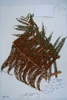 藏品(筆筒樹)的圖片