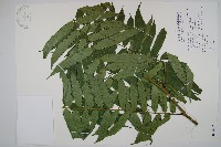 藏品(觀音座蓮)的圖片