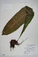 藏品(膜葉星蕨)的圖片