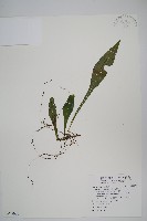 藏品(萊氏線蕨)的圖片