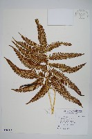 藏品(傅氏鳳尾蕨)的圖片