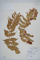 藏品(全緣貫眾蕨)的圖片