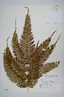 藏品(傅氏鳳尾蕨)的圖片