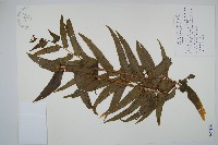 藏品(長葉腎蕨)的圖片