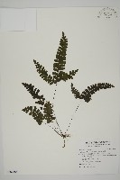 藏品(長尾鐵線蕨)的圖片