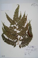 藏品(斜方複葉耳蕨)的圖片