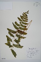 藏品(臺北鱗蓋蕨)的圖片