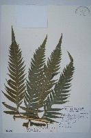 藏品(臺灣狗脊蕨)的圖片