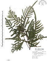 藏品(半邊羽裂鳳尾蕨)的圖片