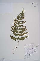 藏品(東洋蹄蓋蕨)的圖片