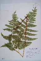 藏品(姬蕨)的圖片