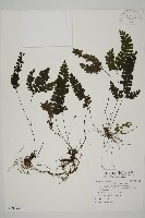 藏品(長尾鐵線蕨)的圖片