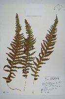 藏品(翅軸假金星蕨、短柄卵果蕨)的圖片