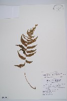 藏品(東洋蹄蓋蕨)的圖片