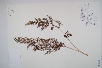 藏品(烏蕨)的圖片