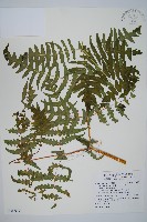 藏品(栗蕨)的圖片