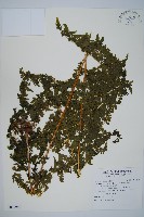 藏品(熱帶鱗蓋蕨)的圖片