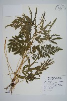 藏品(箭葉鳳尾蕨)的圖片